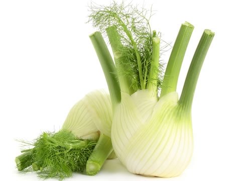 FENNEL BULB