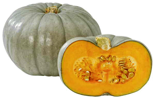 PUMPKIN BLUE KG