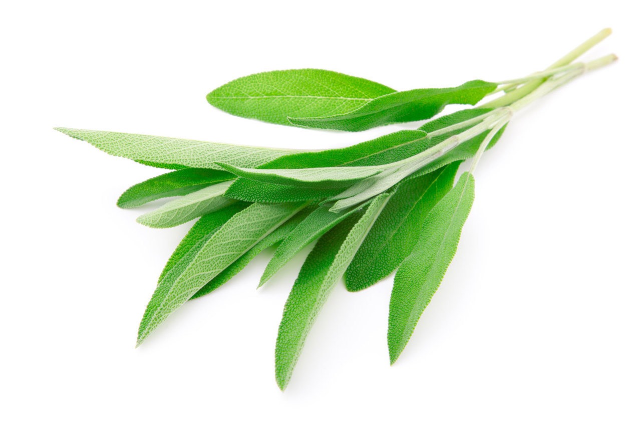 SAGE  BUNCH